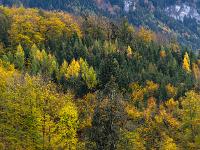 Teleblick auf bunten Herbstwald